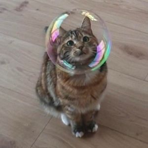 Meet your Posher, Reina